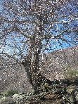 Faggio_della_Rocca - 20100328 063.jpg